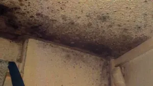 black mould visible on a ceiling and cornice