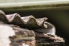 Weathered corrugated fibro roofing on an older Sydney house